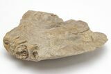 Xiphactinus Pre-Maxillary Bone - Terror Of The Cretaceous Seas! #208358-3